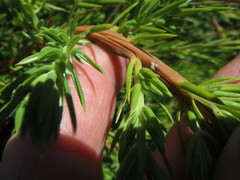 Juniperus rigida conferta