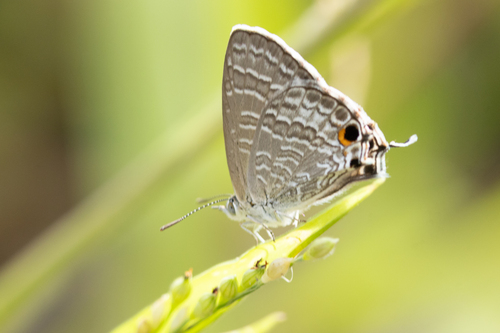 Theclinesthes miskini (Lucas, 1889)