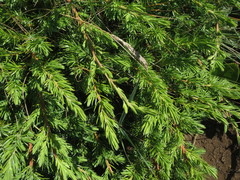 Juniperus rigida conferta