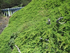 Juniperus rigida conferta