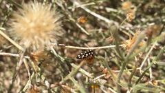 Acmaeodera gibbula