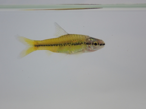 Dottedline barb (Enteromius punctitaeniatus) — Cyprinidae — 4