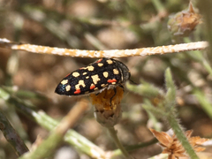 Acmaeodera gibbula
