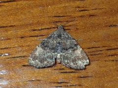 Metalectra richardsi