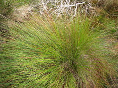 Schoenus gracillimus