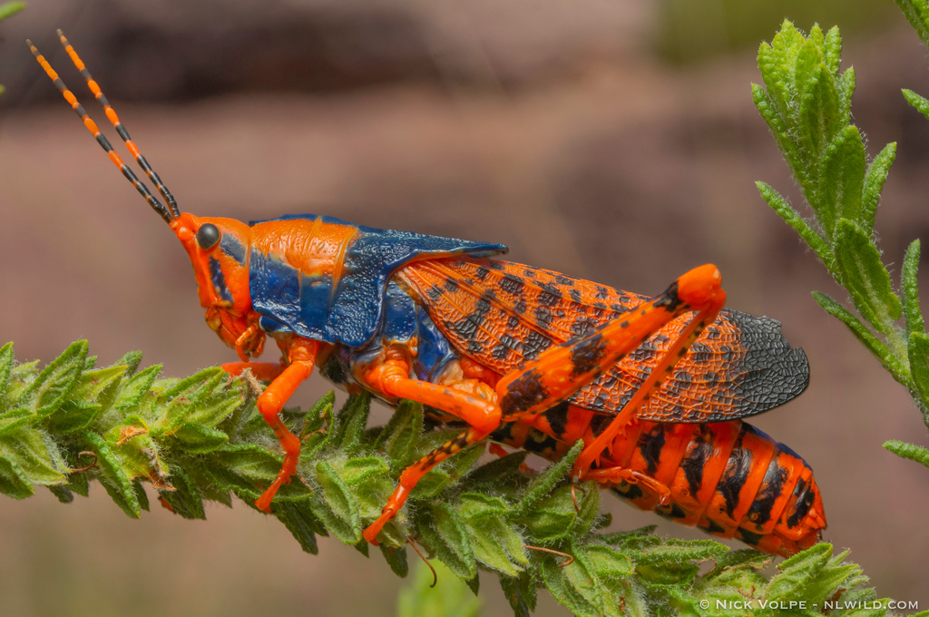 Leichhardt's grasshopper