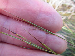 Schoenus gracillimus