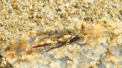 Cibolacris parviceps