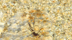 Cibolacris parviceps