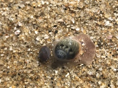 Notocochlis chemnitzii