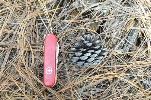 Image of Pinus oocarpa by (c) Dante S. Figueroa, some rights reserved (CC BY-SA)