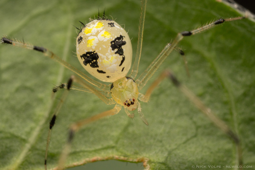 Theridion spinigerum