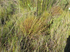 Soroveta ambigua