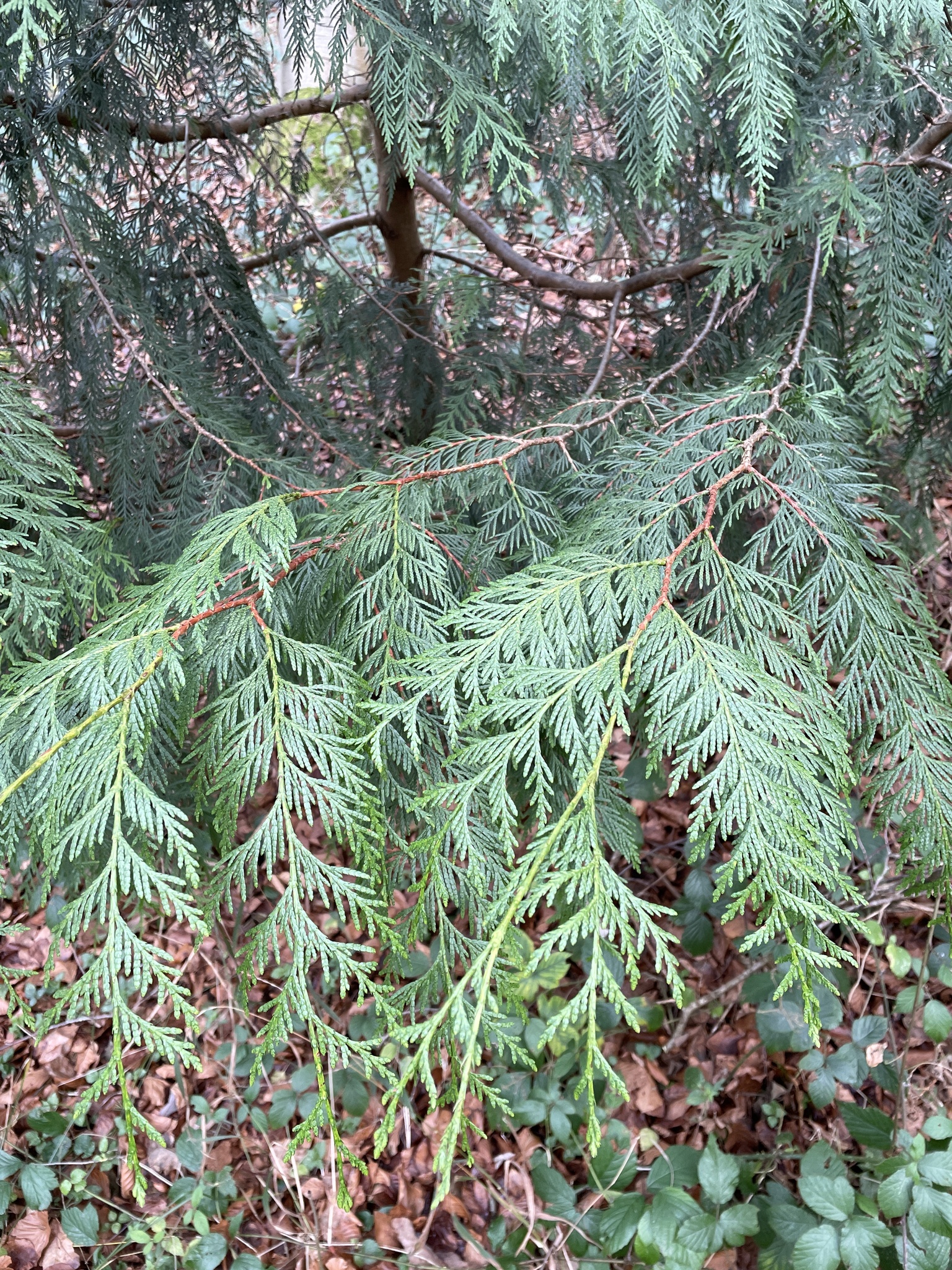 Ciprés de Lawson (Chamaecyparis lawsoniana): origen y usos — foto 3