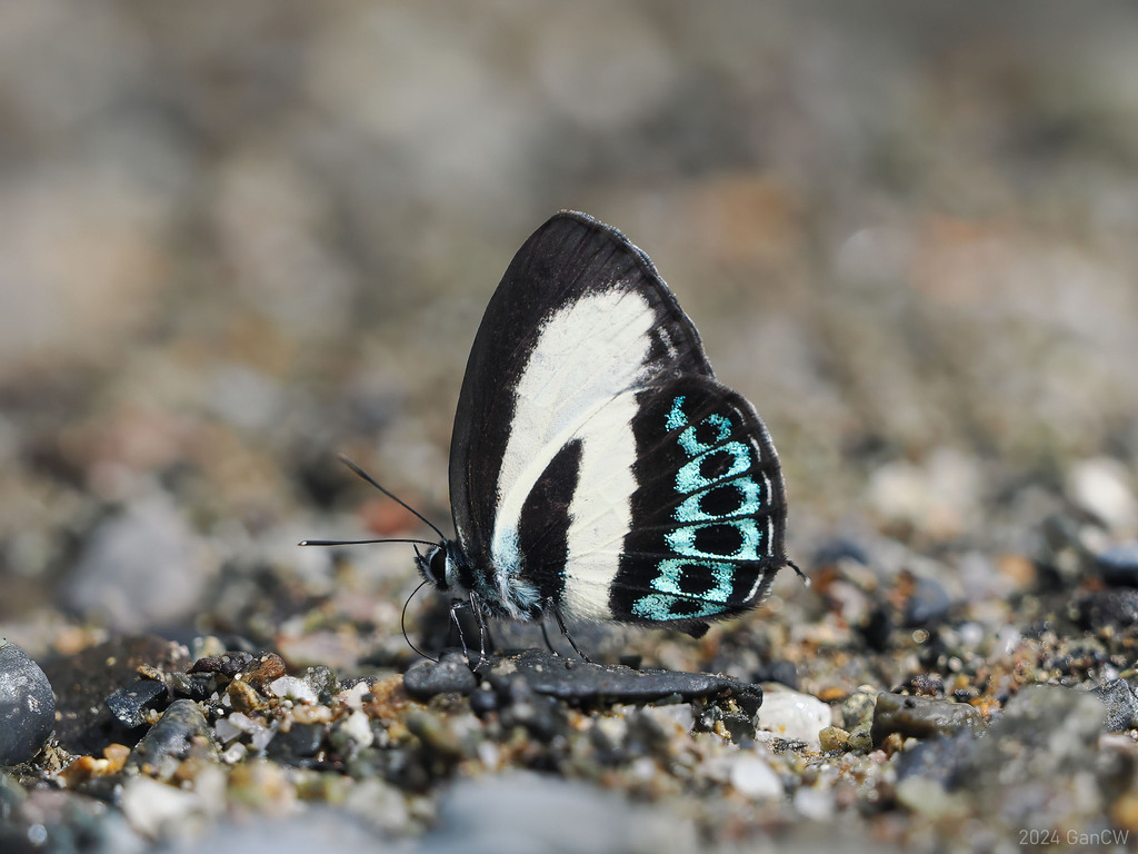 Green-banded Line-blue