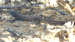 Aspidoscelis tigris tigris