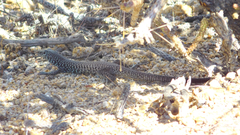 Aspidoscelis tigris tigris