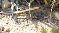 Aspidoscelis tigris tigris