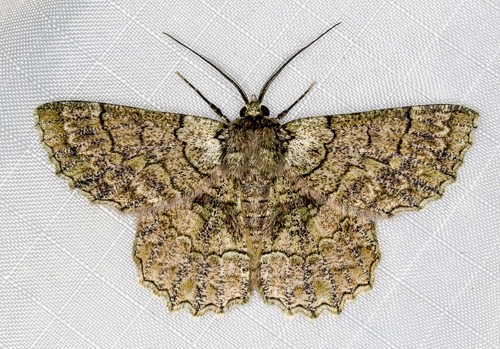 Hypodoxa emiliaria (Guenée, 1857)