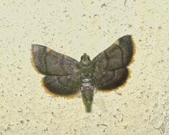 Hypsopygia