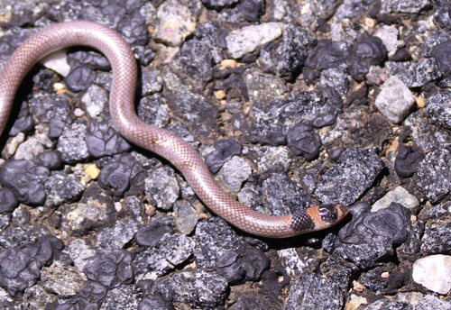 Photo of a Unbanded Shovel-nosed Snake (Brachyurophis incinctus)