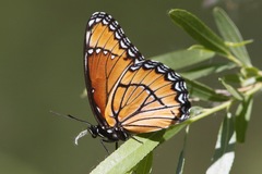 Limenitis archippus obsoleta