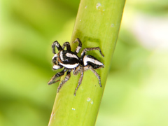 Leptofreya ambigua