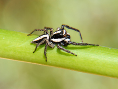 Leptofreya ambigua