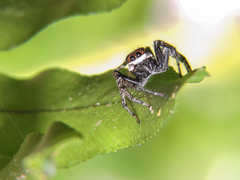 Leptofreya ambigua