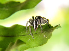 Leptofreya ambigua