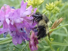 Bombus vagans bolsteri