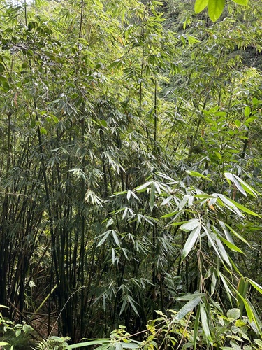 Schizostachyum glaucifolium observed 2024-12-20