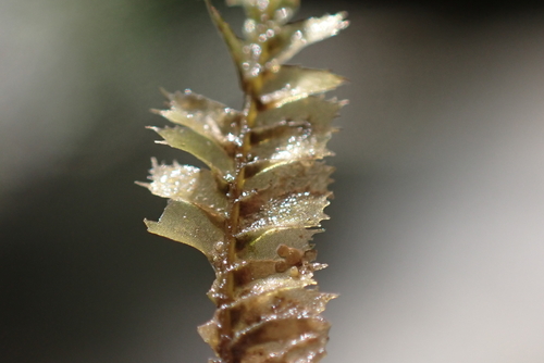 Plagiochila grossispina, 2024-12-20