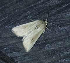 Leucania inconspicua