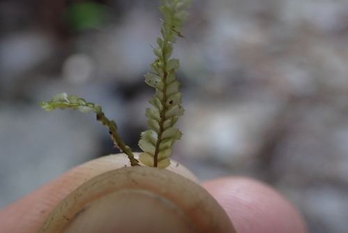 Plagiochila grossispina observed 2024-12-20