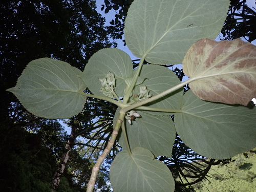 Cyrtandra cordifolia, 2024-12-20