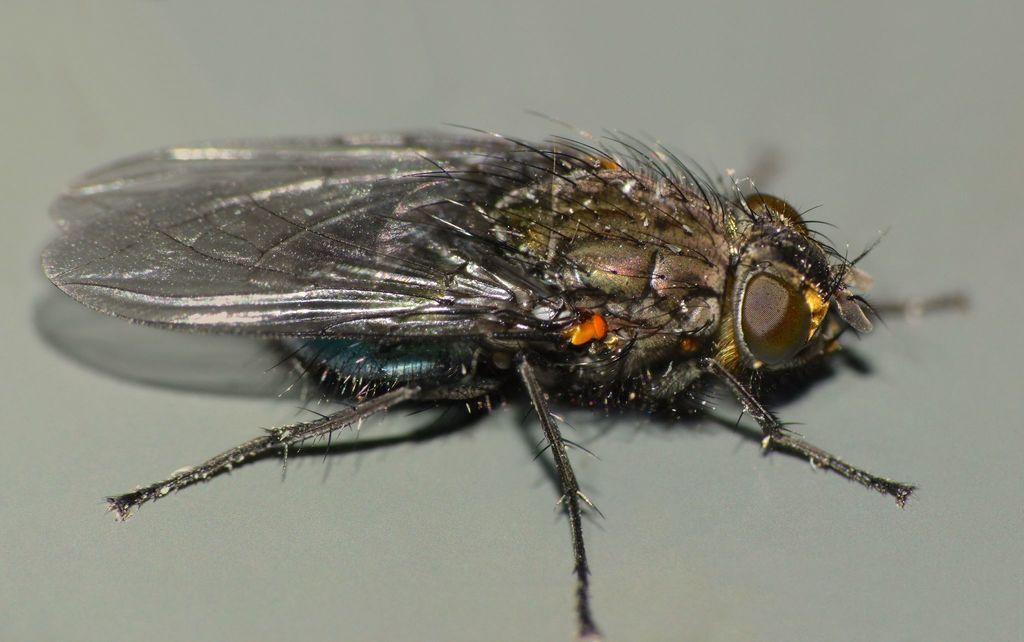 Xenocalliphora clara