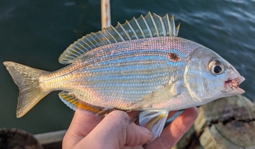 Pinfish