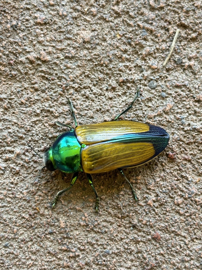 Temognatha similis