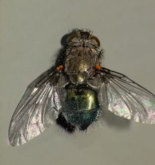 Xenocalliphora