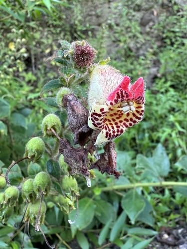 Kohleria allenii, photograph 4