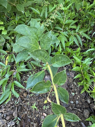 Kohleria allenii