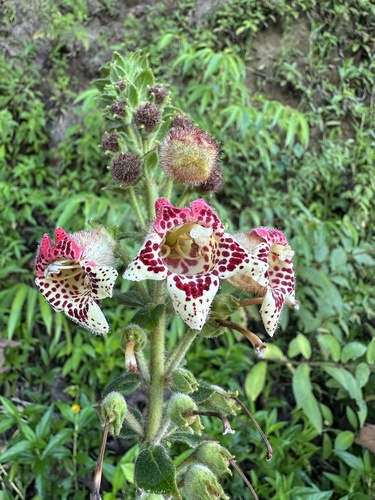 Kohleria allenii, photograph 2