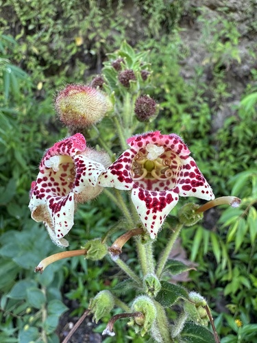 Kohleria allenii, photograph 1