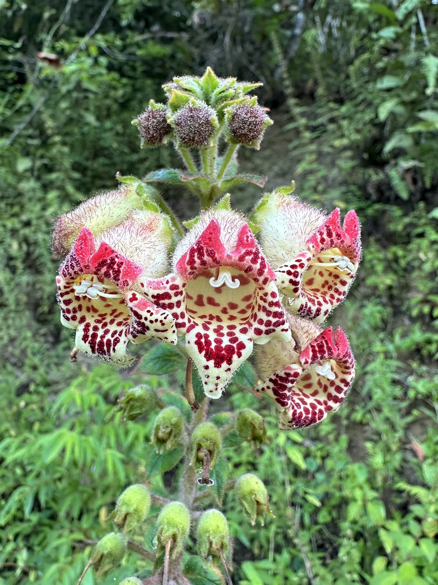 Kohleria allenii