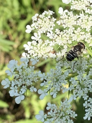 Eristalis obscura