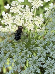 Eristalis obscura