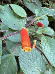 Kohleria tubiflora, photograph (c) Matt Berger, some rights reserved (CC BY)