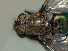 Xenocalliphora