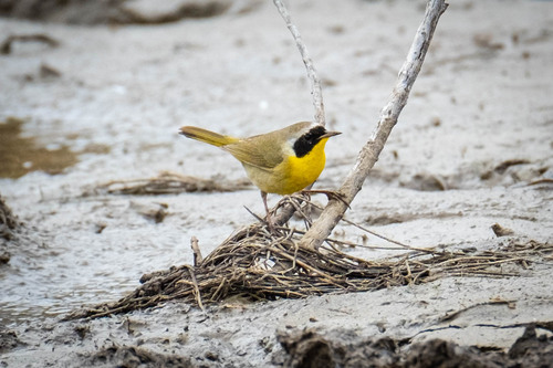 Mascarita común (Geothlypis trichas)